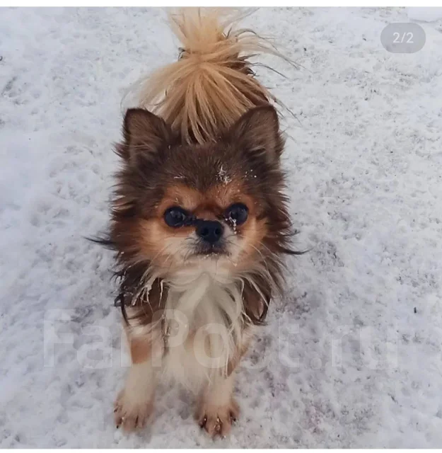 ��������. ����