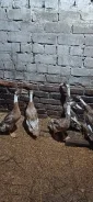 ����. ����