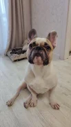 ����������� �������. ����