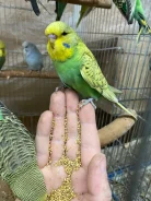 ������� ����. ����