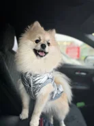 ����. ����