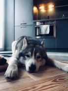 �����. ����