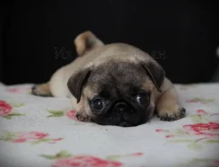 ����. ����