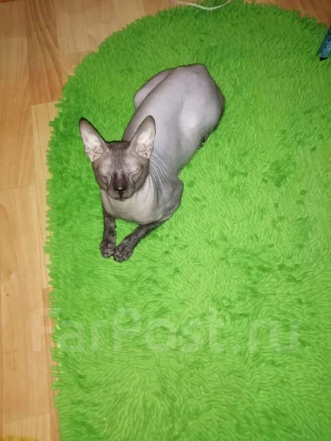 ������� ������. ����