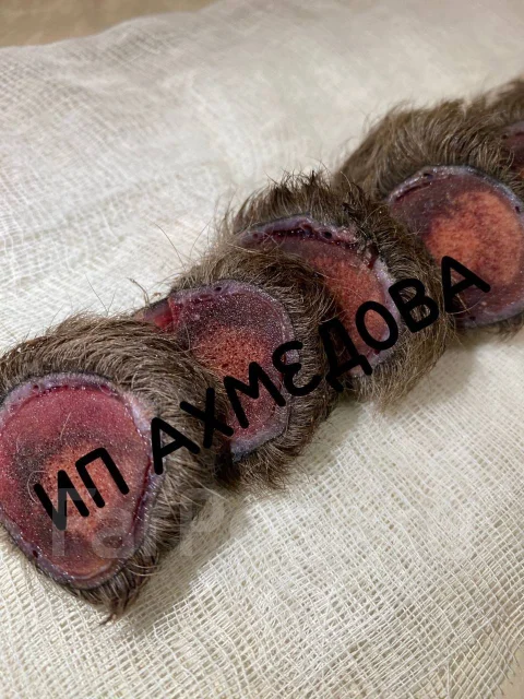 ����� � ���� ����