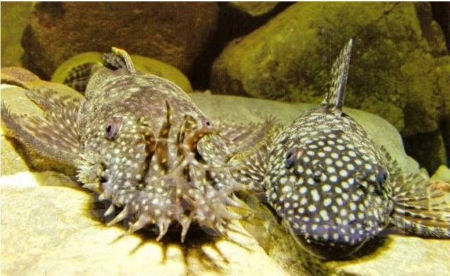 ������� �����. ����