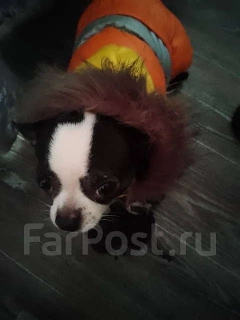 ����� ����