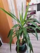 ���� ������ �������� 2500���. ����