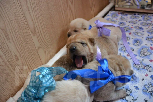 ������. ����