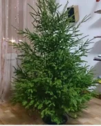 ���� �����. ����