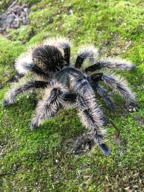 Паук птицеед Brachypelma albopilosum Nicaragua L1-2, в наличии. Цена: 1 ...