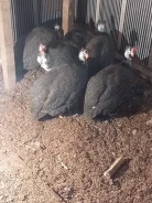 �������. ����