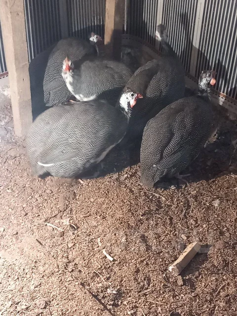 �������. ����