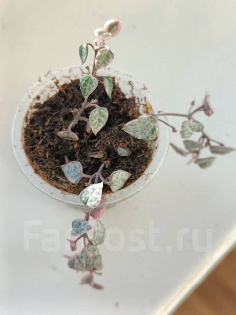 Церопегия Вуда Вариегатная, в наличии. Цена: 200₽ во Владивостоке