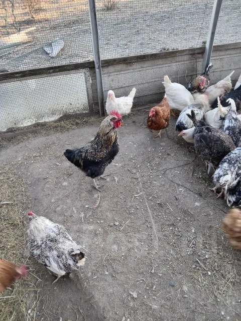 ����. ����