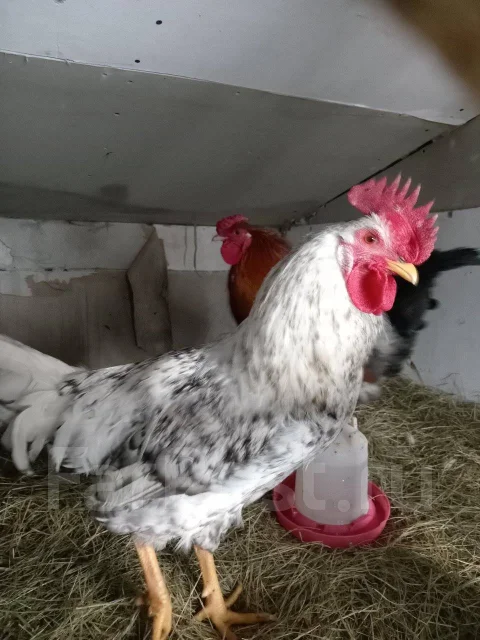 ����. ����