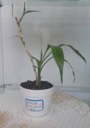   () Dracena sanderiana (0.3 ) 