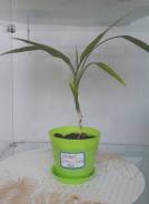   () Dracena sanderiana ( ) 