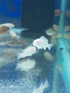 ������ �������. ����