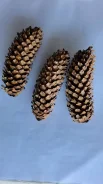 �����. ����