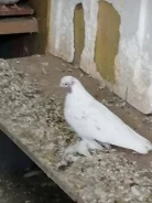 ������. ����