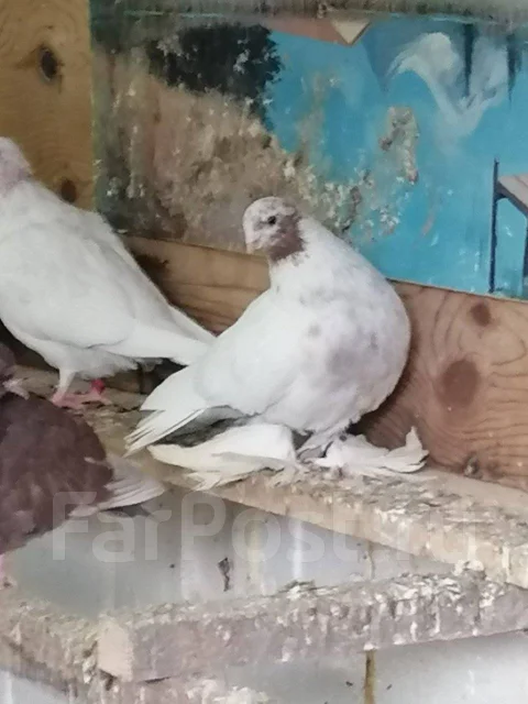������. ����