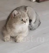 ���������� �����. ����