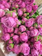 ����. ����