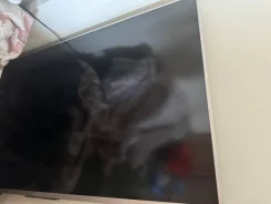 Sony ����