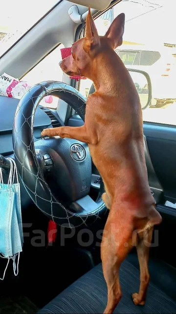 �����������. ����