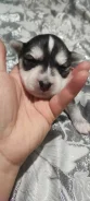 ��������� �����. ����