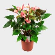  Hot Lips 17*55 