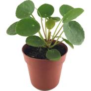  Peperomioides 5*10 