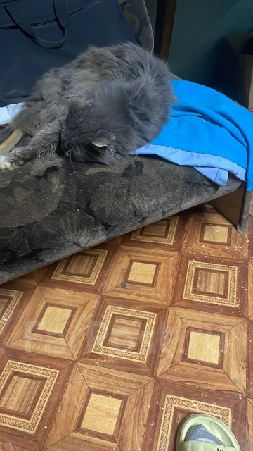 �����. ����