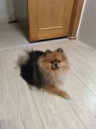 ����������� ����. ����