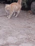 �����. ����