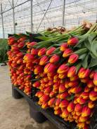 ��������. ��� ����� �� ���������� ����