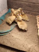 ����. ��� ����� �� ������� ����