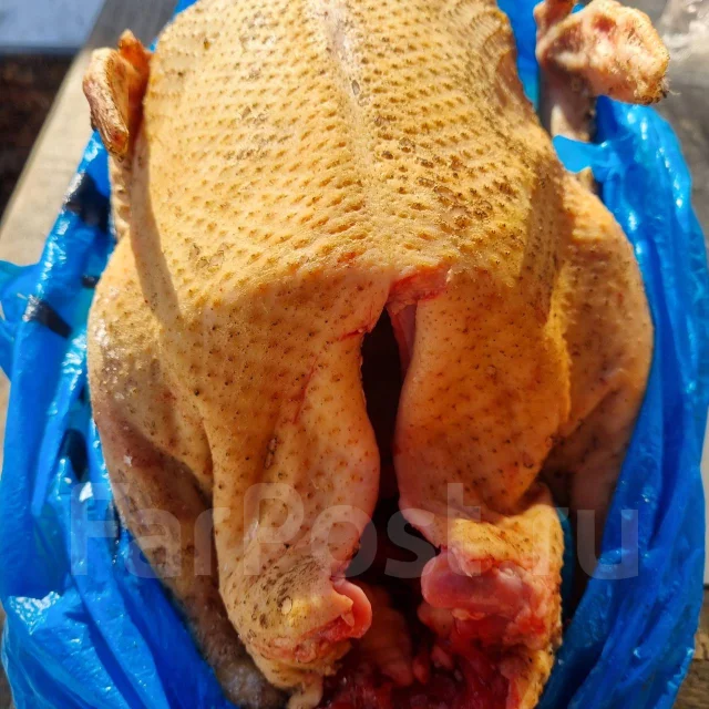 ����. ����