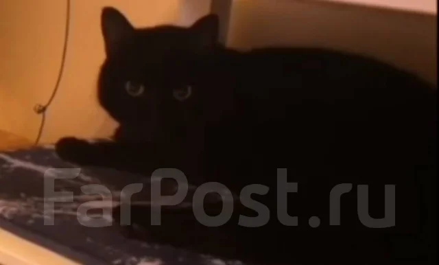 �����. ����