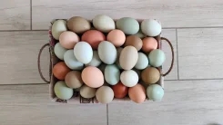 ���� �������. ����