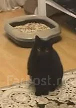�����. ����