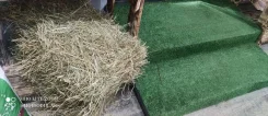����. ����