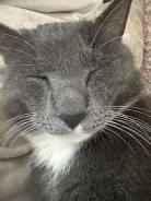 ��������� ��� ��������. ����