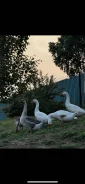 ����. ����