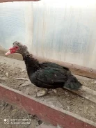 ����. ����