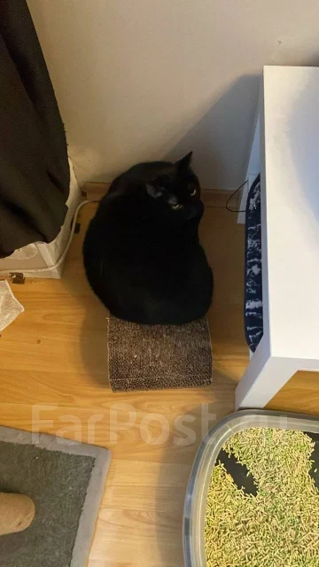 �����. ����