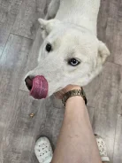 �����. ����