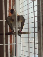 �����. ����