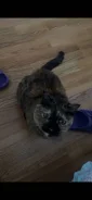 �����. ����